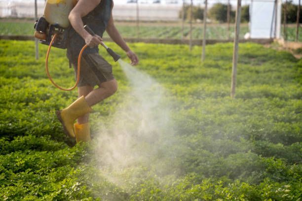 Best Local Pest Control Services  in Alma, AR