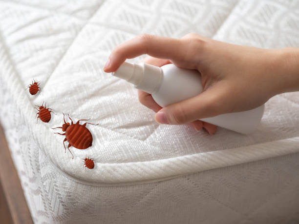 Professional Pest Control in Alma, AR