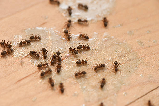 Best Pest Inspection Near Me  in Alma, AR