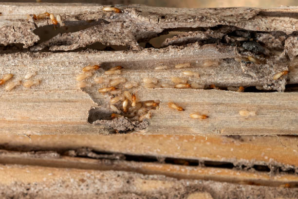 Best Emergency Pest Control  in Alma, AR