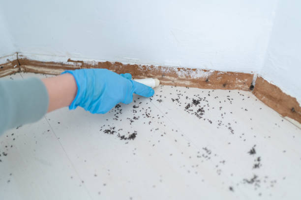 Best Ant Control Services  in Alma, AR